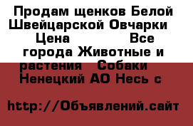 Продам щенков Белой Швейцарской Овчарки  › Цена ­ 20 000 - Все города Животные и растения » Собаки   . Ненецкий АО,Несь с.